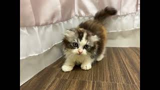 スコティッシュフォールドの動画01