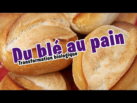 Transformation biologique : Du blé au pain