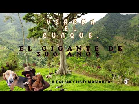La Ceiba Sagrada de La Palma: 300 Años de Historia en Cundinamarca | Ruedas y Raíces 🌳