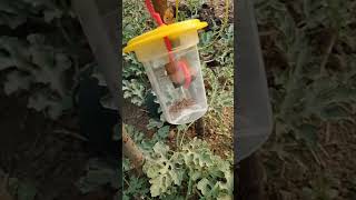 Download lagu Pheromone trap used in watermelon Field to prevent fruit flies #farming #agriculture mp3