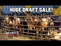 PREPARE YOURSELF HUGE DRAFT HORSE AUCTION Unbelievable Horses Stunning Draft Crosses