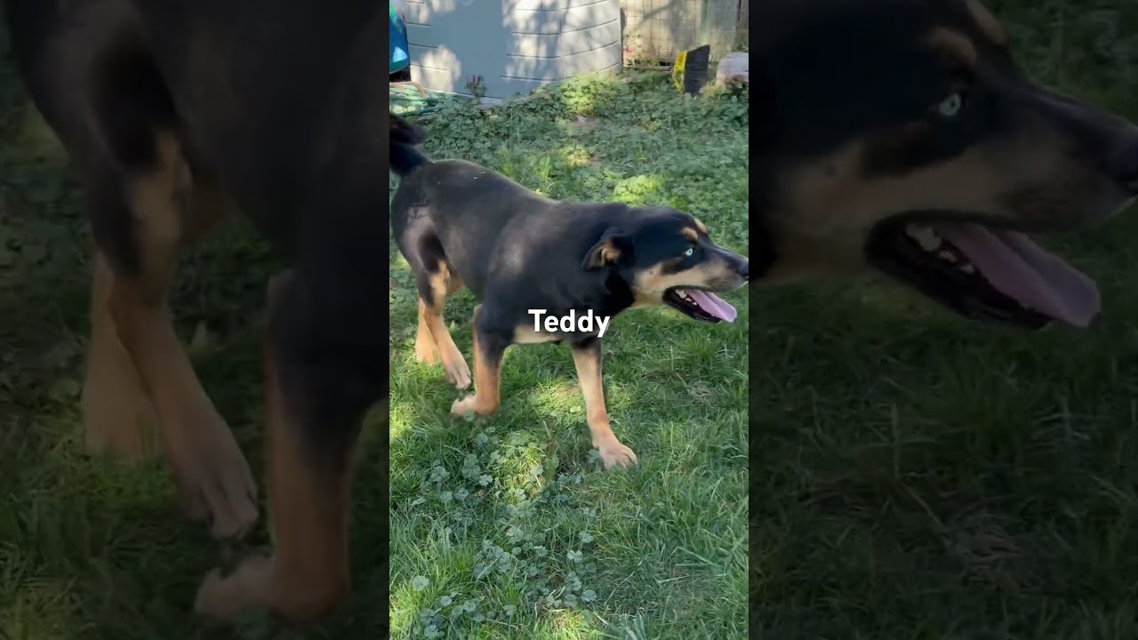 Teddy, a Adoptable mixed breed in Durango, CO video 4/4