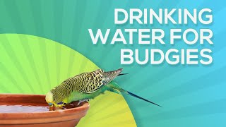 What drinking water is safe for budgies? how to serve it!