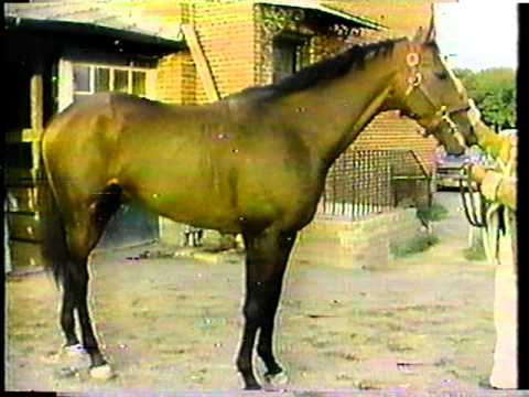 Slew o' Gold - 1984 Marlboro Cup - Part I (CBS)