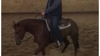 Building the Reining Spin
