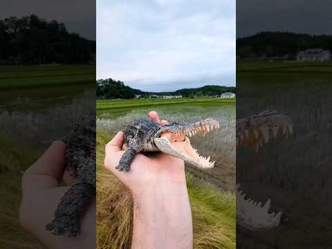 Bandai Nile Crocodile Figure