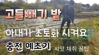 고들빼기 밭 아내가 충전 예초기로 초토화 시켰다  고들빼기 씨앗 채취 꿀팁