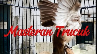 Download lagu Trucuk Gacor suara trucuk paling di cari  mp3