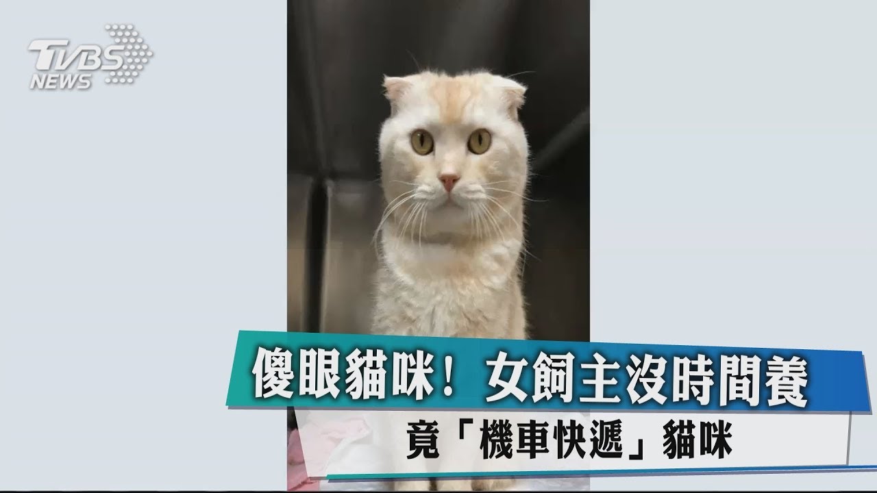 傻眼貓咪！女飼主沒時間養　竟「機車快遞」貓咪