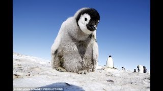 The end of the emperor penguin? Study warns animals won't be able to adapt to climate chage