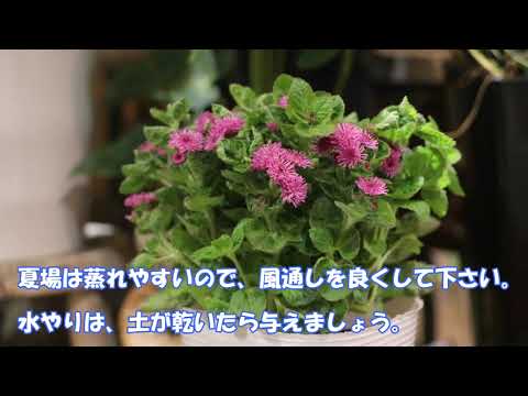 園芸 野生のアゲラタム、アゲラタム開花ユーパトリー