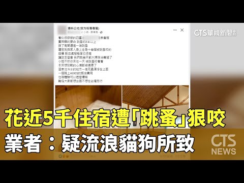 花近5千住宿遭「跳蚤」狠咬　業者：疑流浪貓狗所致