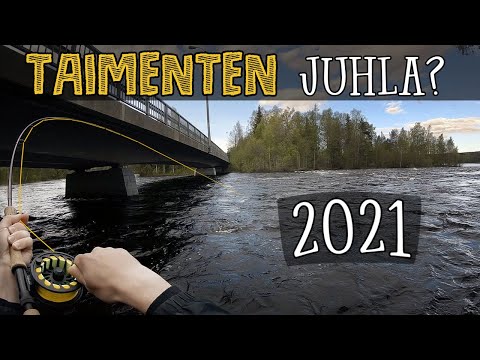 TAIMENEN PERHOKALASTUSTA | Keihärinkoski | Perhokalastus 2021