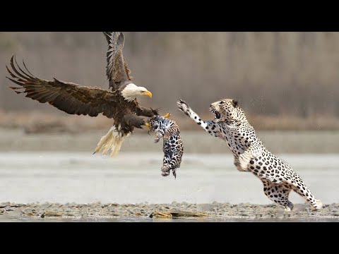  7 Batalhas de Animais Selvagens Mais picas Capturadas Por Cmeras