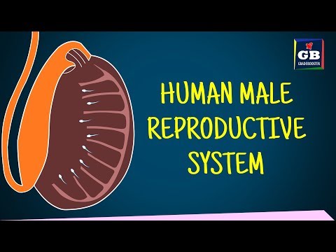 Human #male reproductive system class 10 | sexual reproduction | Biology : CBSE : NCERT X Science