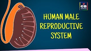 Human #male reproductive system class 10 | sexual reproduction | Biology : CBSE : NCERT X Science