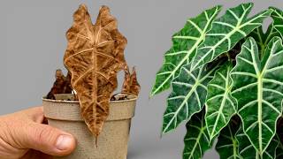 3 Houseplants I Rescued from the Clearance Rack… You Won’t Believe Their Glow-Up! ✨🌿