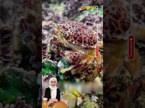 Wanita ini Terbunuh Oleh Kepiting | merii30detik