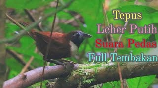 Download lagu Tepus Leher Putih Rasa Pedas Full Tembakan#Tepusleherputih#Tepusleherputihrasapedasfulltembakan mp3 Download lagu Tepus Leher Putih Rasa Pedas Full Tembakan#Tepusleherputih#Tepusleherputihrasapedasfulltembakan mp3