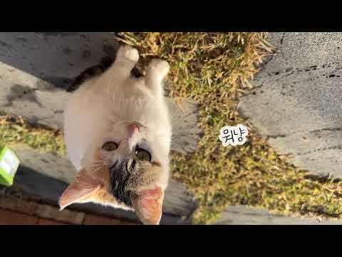 만 0.3세 아기고양이(a.k.a.조랭이떡)