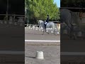 Castrone Lusitano In vendita 2014 Grigio ,  Alamo SDS
