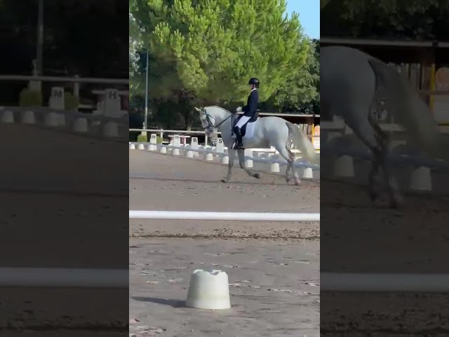 Castrone Lusitano In vendita 2014 Grigio ,  Alamo SDS