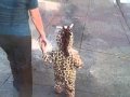 Giraffe In The City
