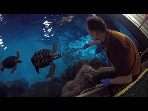 Ondertussen in Diergaarde Blijdorp worden de HAAIEN gevoerd