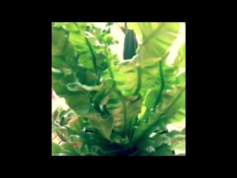 How I Deal With Wrinkles In My Orchid Leaves