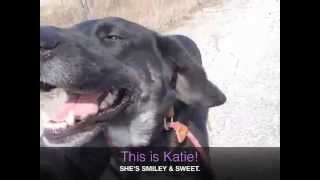 preview picture of video 'Katie @ Jefferson County Humane Society, Wintersville, OH'