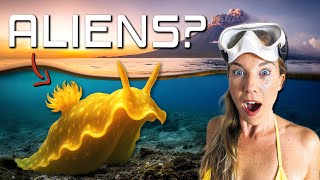 The WEIRDEST Creatures We Found Diving in Bali