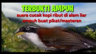 Download lagu SUARA PIKAT CUCAK KOPI RIBUT TERBUKTI AMPUH UNTUK PIKAT || SAHABAT PETUALANG mp3 Download lagu SUARA PIKAT CUCAK KOPI RIBUT TERBUKTI AMPUH UNTUK PIKAT || SAHABAT PETUALANG mp3