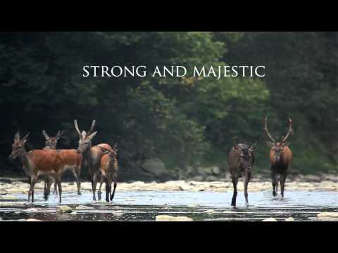 WOLF MOUNTAINS trailer / Wilcze góry - zwiastun