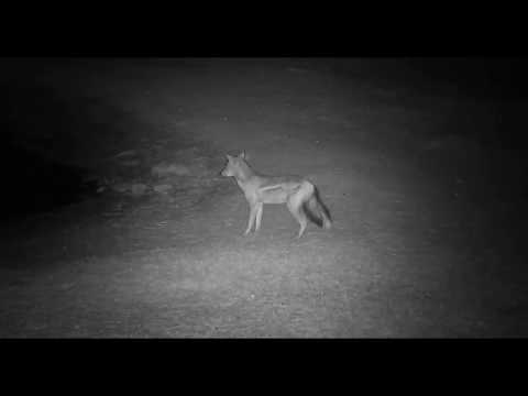 Djuma: Side-striped Jackal - 01:25 - 08/19/18