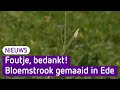 Foutje bedankt! Ingezaaide bloemenstrook gemaaid