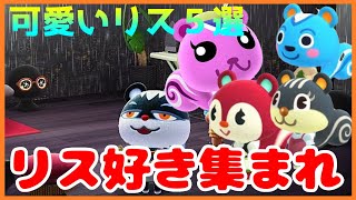 【あつ森】個性溢れるリス達をご紹介！離島ガチャで可愛い動物を厳選しよう！～リス島計画～【あつまれどうぶつの森】