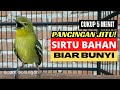 Pancingan Burung Sirtu Agar Cepat Bunyi Masteran Cipoh Gacor Buat Bahan Anakan Paud Ombyokan Macet