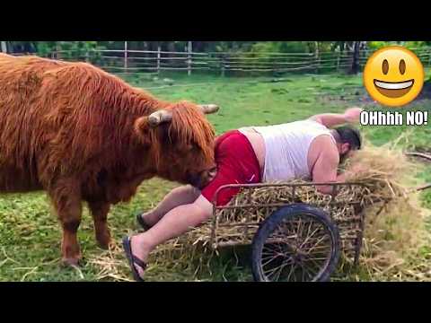 Try Not To Laugh: Farm Animals Completely Detached From Reality | Funny Animal Videos