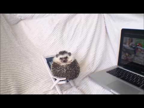 Mr. Pokee: Cutest Hedgehog Video Compilation