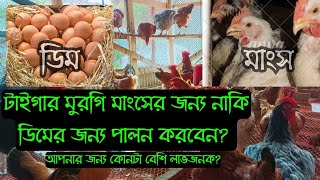 টাইগার মুরগি মাংসের জন্য🍗নাকি ডিমের জন্য🥚বেশি লাভজনক || টাইগার মুরগি পালন || Bird's Agro ||