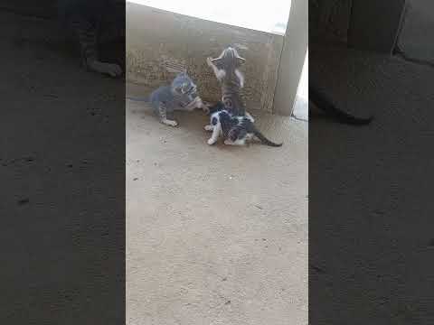 filhote  de gato para doar , local  camacan bahia