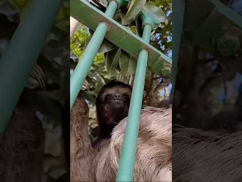 📱my friend… Acho que nasci pra ficar na frente das câmeras 😂😂😂 #preguicabm