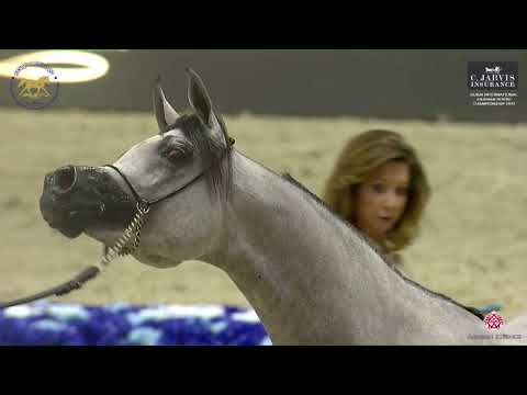 N.122 D SHAHHAR - Dubai International Arabian Horse Championship 2023 - Colts 3 Years Old (Class...