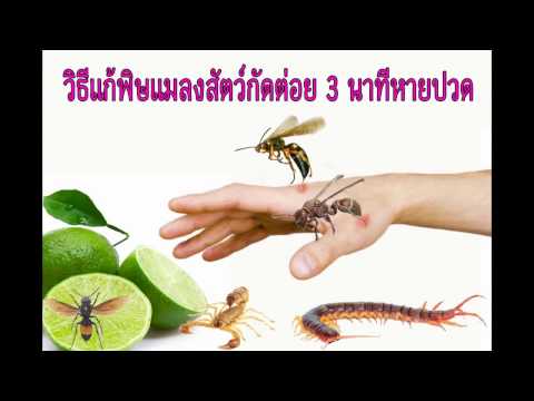ซื้อเชื้อโรคม้าราคาถูก ที่ยกค้อนของ ธ อร์ยกเว้นพรู