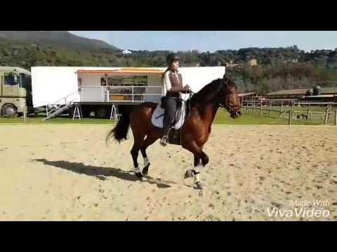 Horse for Sale PRE Campero Palo II