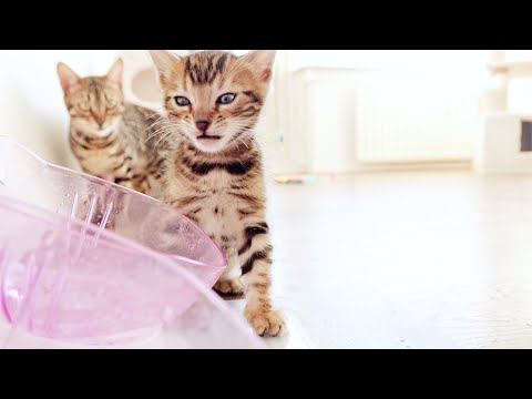 Kitten Ivy Learns To Drink From a Water Bowl, But Still Doesn't Get It