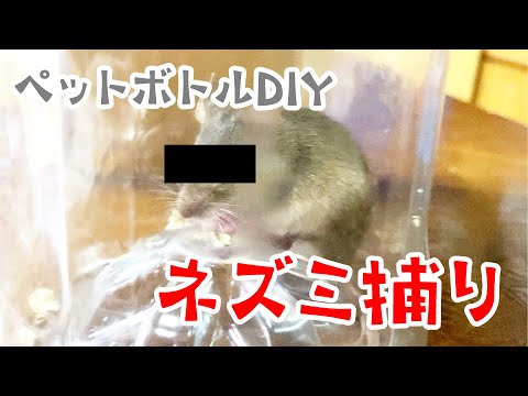 ペットボトルを使ってネズミを怖がらせて庭の穴から追い出す効果的な家庭用忌避剤