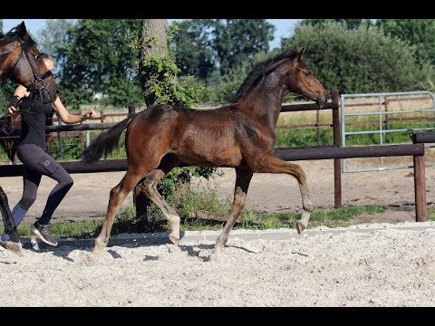 *2019 Hengst von Secret - Exclusiv (Trak.)