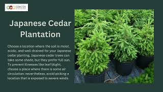 Japanese Cedar: How to Take Care of It