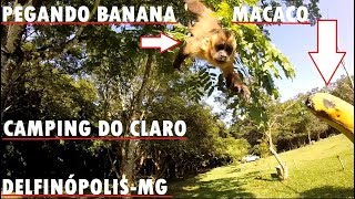 preview picture of video 'Macaco Prego Pegando Banana na Mão, Minas Gerais Delfinópolis, Serra da Canastra, Camping do Claro'